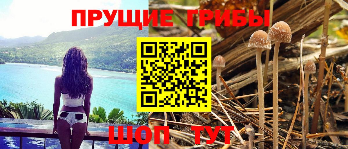 Каменка  Галлюциногенные грибы прущие грибы  Вход с VPN  Псилоцибиновые грибы Cubensis 